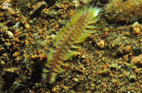 A sea slug