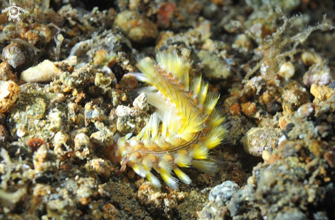 A sea slug