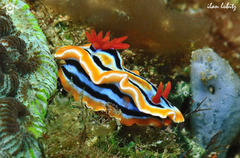 A Chromodoris  magnifica | Nudibranch