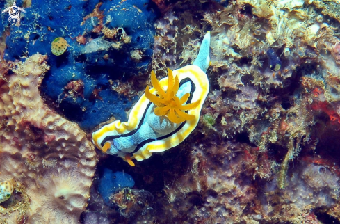 A Chromodoris annae  | Nudibranch