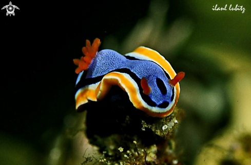 A Chromodoris annae  | Nudibranch