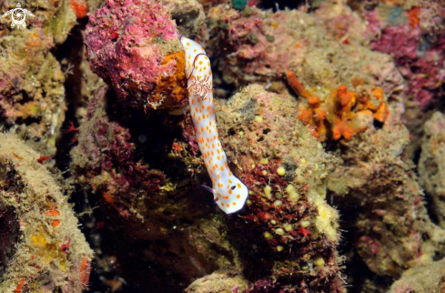 A Chromodoris annulata  | Nudibranch