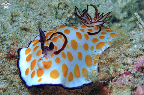 A Nudibranch