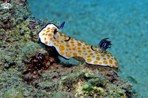 A Chromodoris annulata | Nudibranch