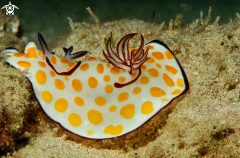 A Chromodoris annulata | Nudibranch