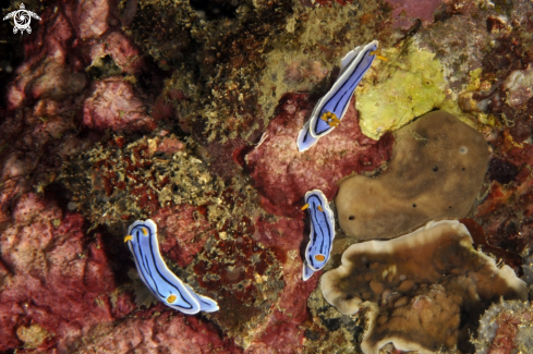 A Chromodoris cf. lochi  | Nudibranch