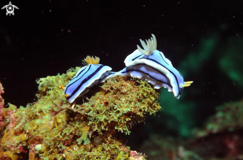 A Chromodoris cf. lochi | Nudibranch