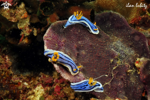 A Nudibranch