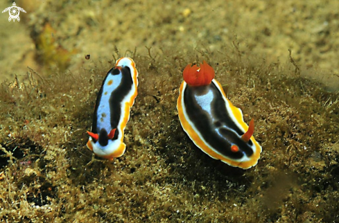 A Nudibranch