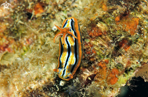 A Nudibranch