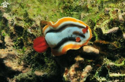 A Nudibranch