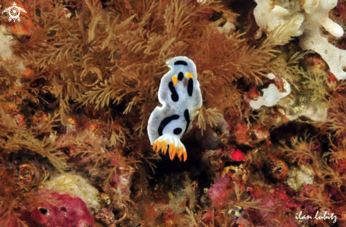 A Nudibranch