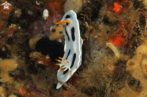 A Nudibranch