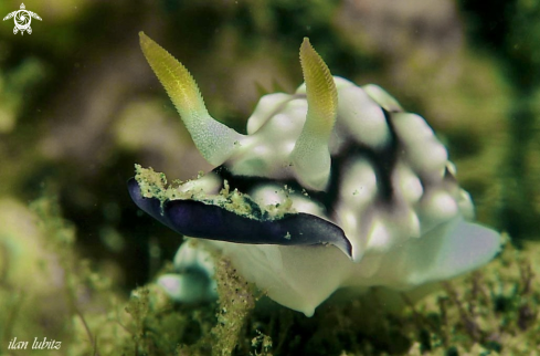 A Nudibranch