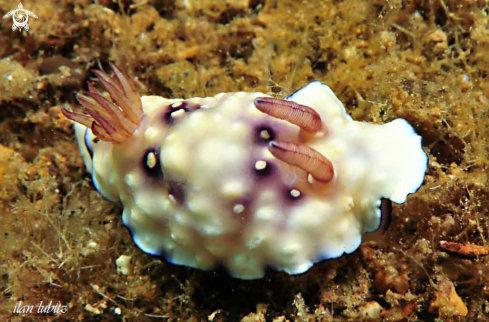 A Nudibranch