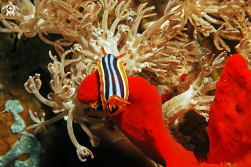 A Nudibranch