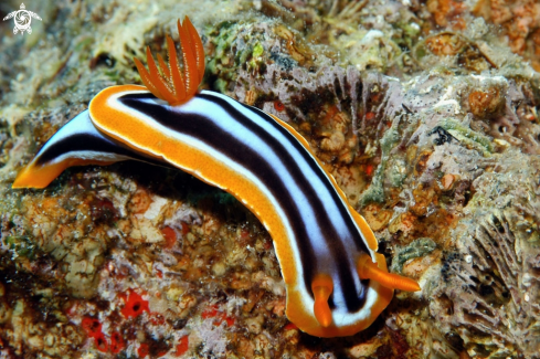 A Nudibranch