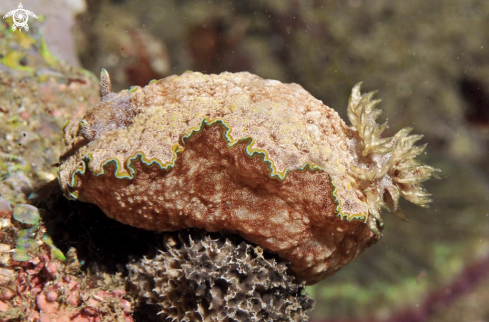 A Nudibranch