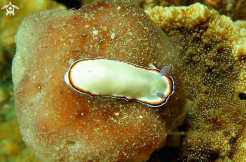 A Nudibranch