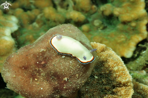 A Nudibranch