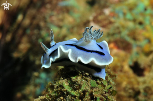 A Nudibranch