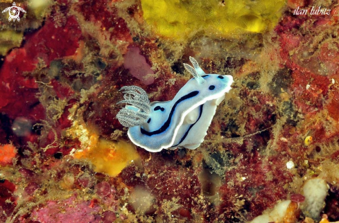 A Nudibranch