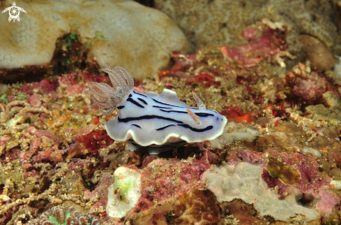 A Chromodoris willani | Nudibranch