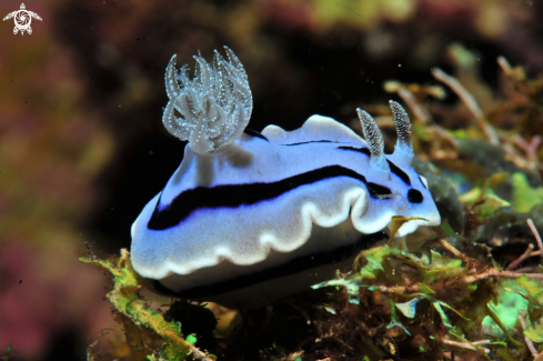 A Chromodoris willani | Nudibranch