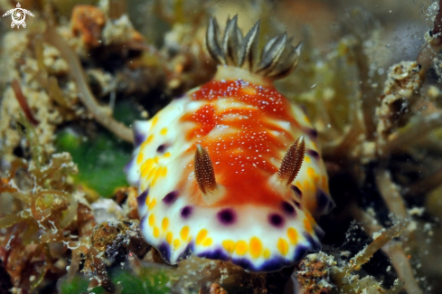 A Collingwood's Chromodoris  | Nudibranch