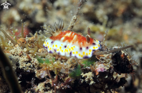 A Nudibranch