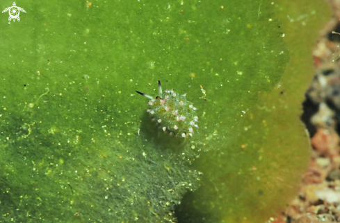 A sea slug