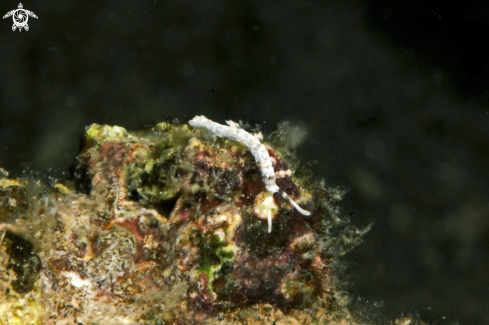 A Cratena simba  | Nudibranch