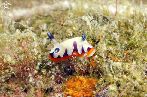 A Cromodoris fidelis  | Nudibranch