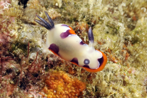 A Cromodoris fidelis  | Nudibranch