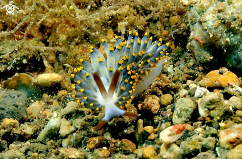 A Nudibranch