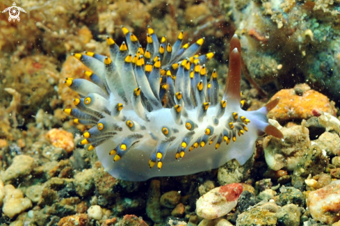 A Nudibranch