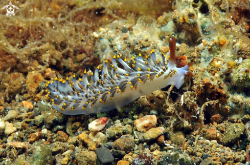 A cuthona kanga  | Nudibranch