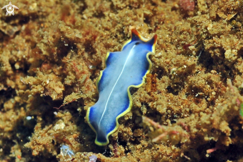 A Cycloporus venetus | Nudibranch