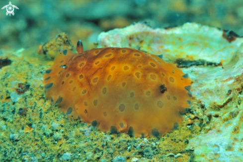 A sea slug