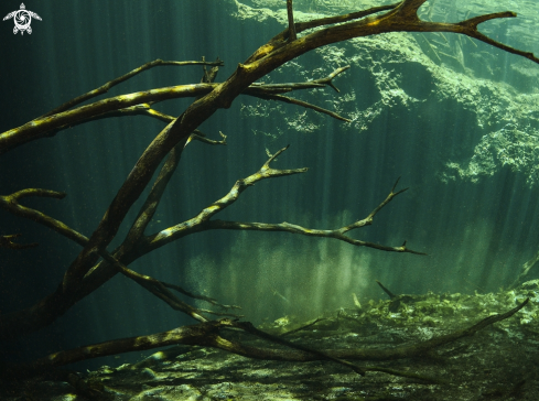 A Cenote Carwash