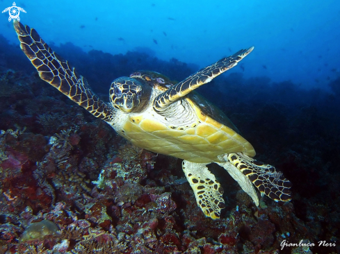 A Sea turtle