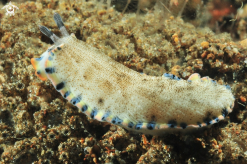 A Nudibranch