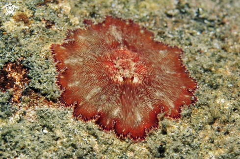 A sea slug