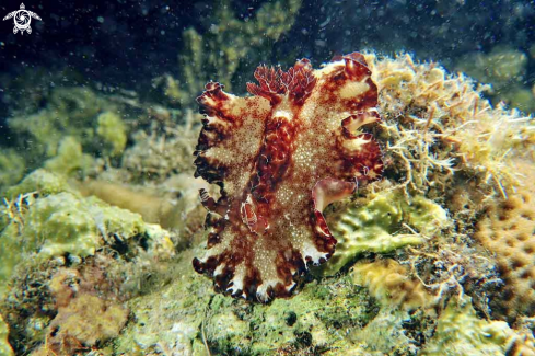 A Nudibranch