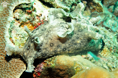 A sea hare