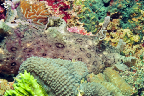 A sea hare