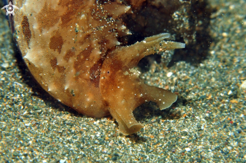 A sea hare