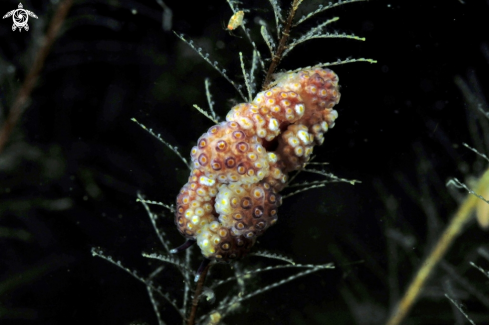 A sea slug