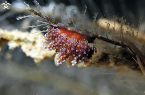 A sea slug