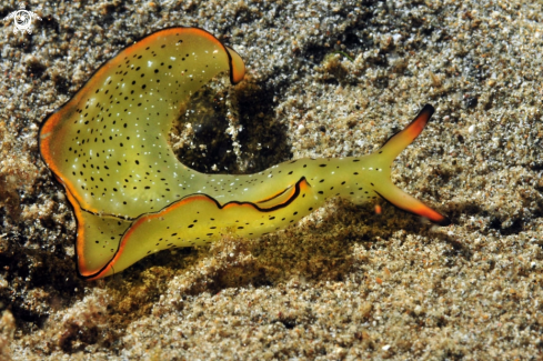 A sea slug